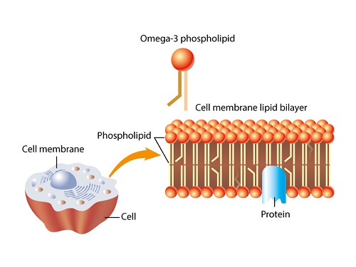 lipid-bilayer