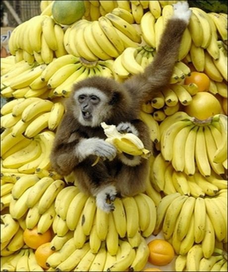 are-bananas-dangerous