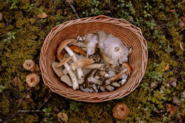 medicinal-mushrooms